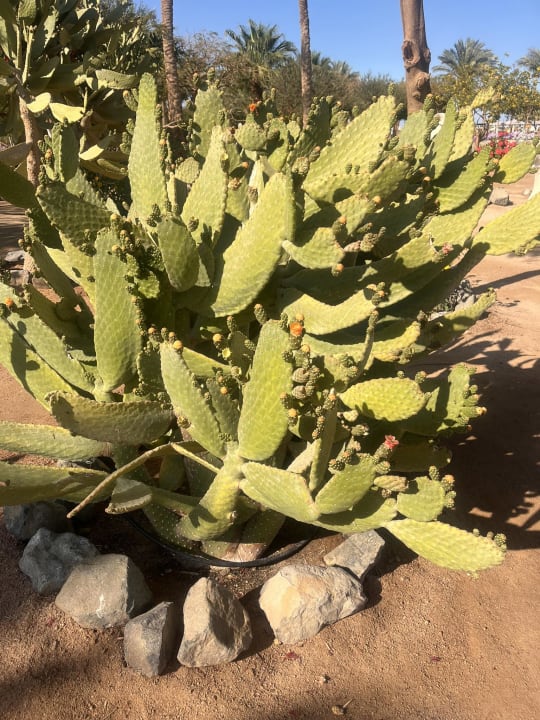 Gartenanlage Steigenberger Aqua Magic