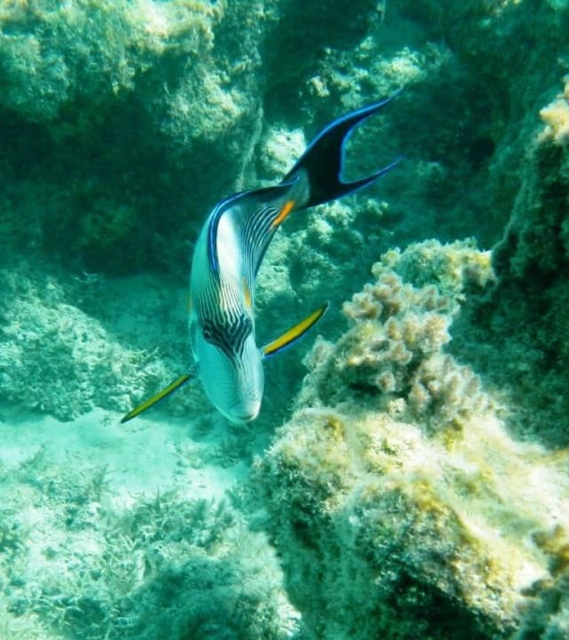 Arabischer Doktorfisch Hotel Kempinski Soma Bay