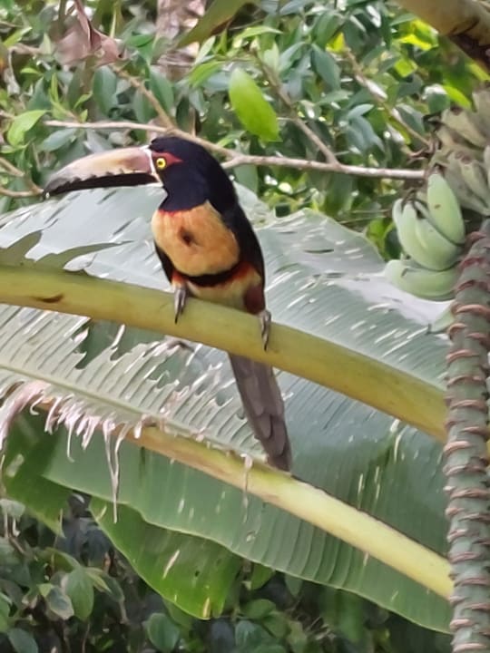Sonstiges Hotel Pachira Lodge