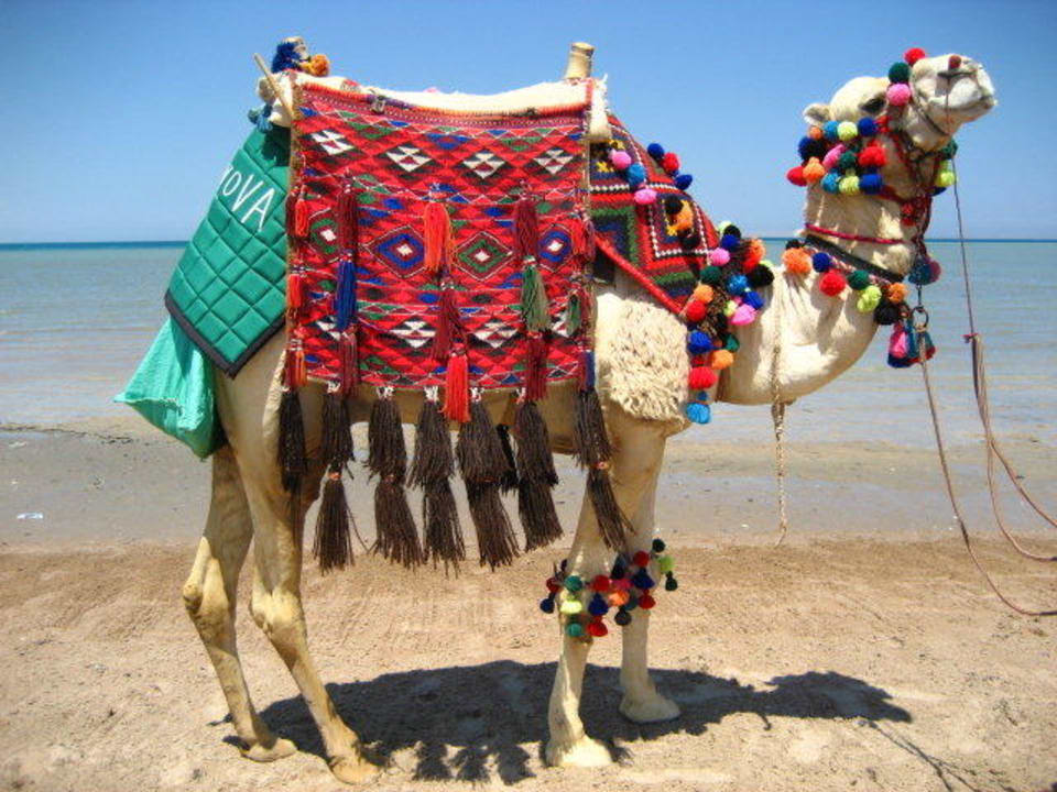 Kamele am Stand Hotel Three Corners Ocean View prestige - Adults only