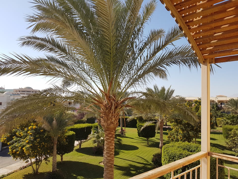 Ausblick Desert Rose