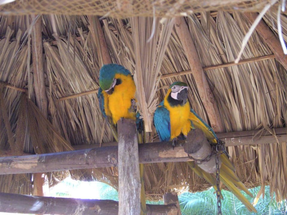 Freie Papageien Hotel Costa Caribe Beach