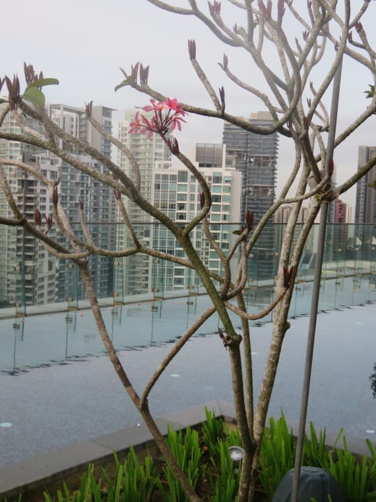 Pool Hotel Jen Orchardgateway Singapore