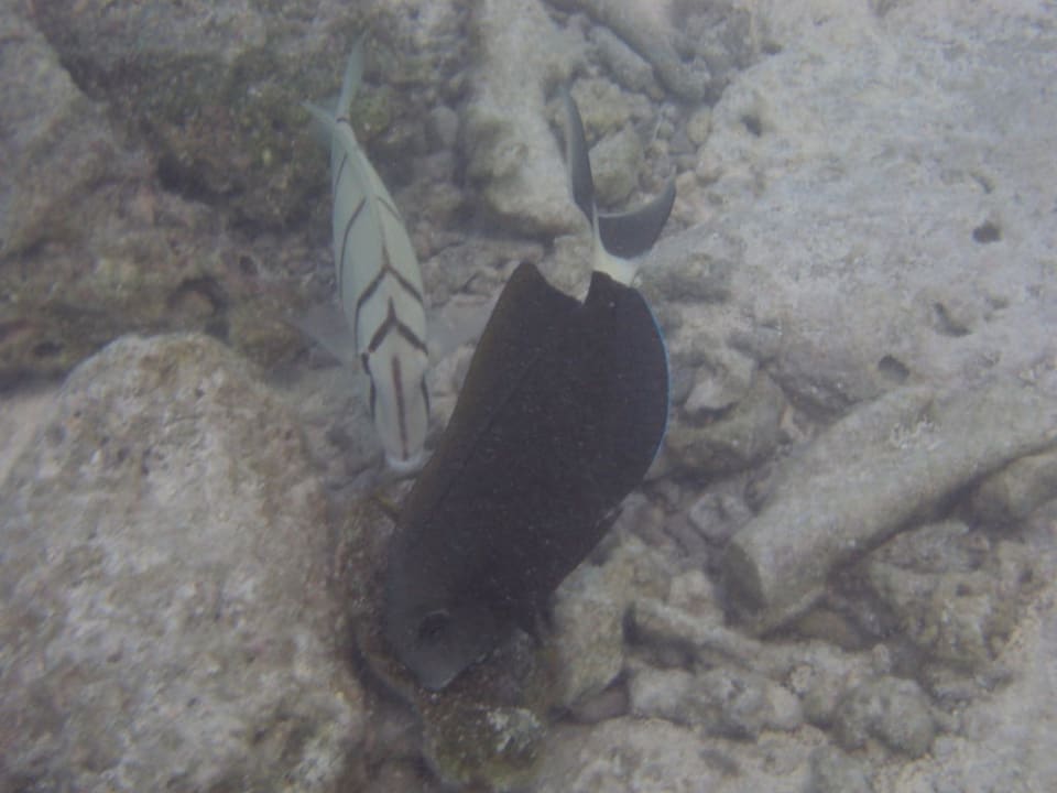 Fische Cinnamon Dhonveli Maldives