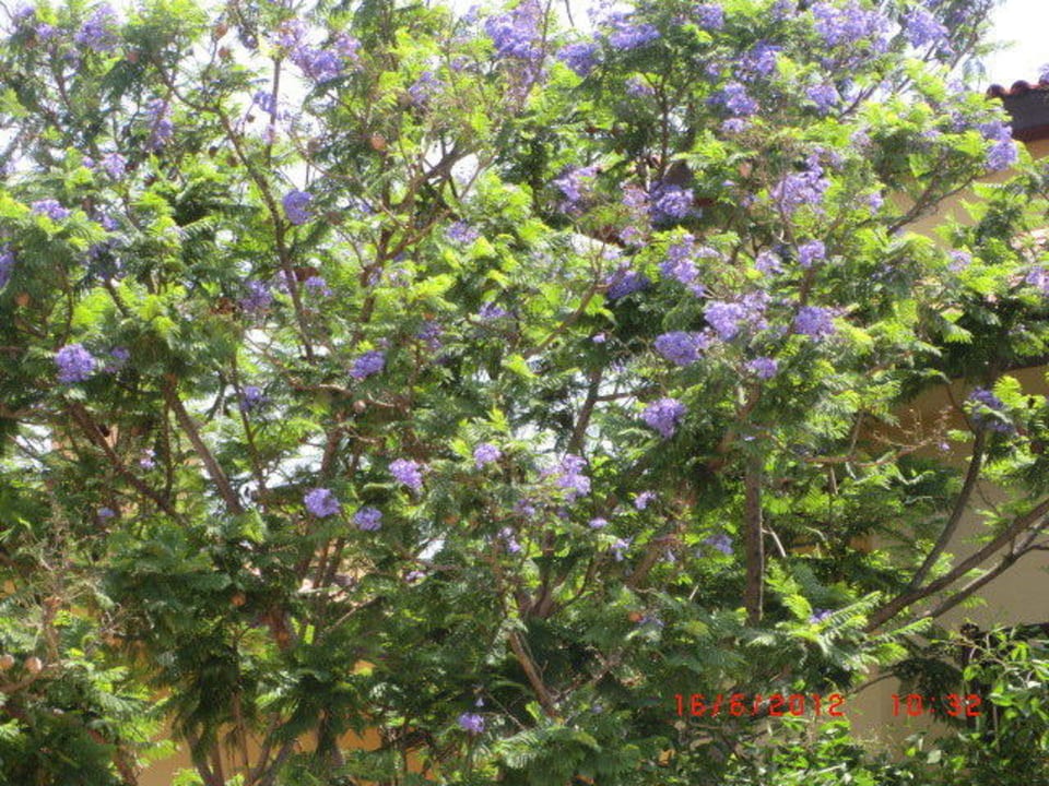 Blüten Alba Resort Hotel