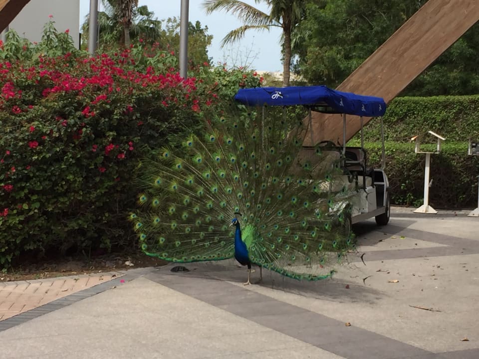 Sonstiges JA Palm Tree Court