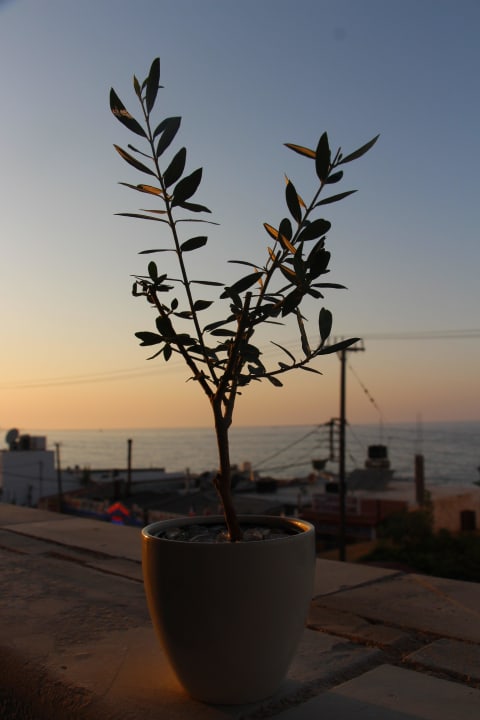Blick vom Restaurant Elia in der Abenddämmerung Cactus Royal