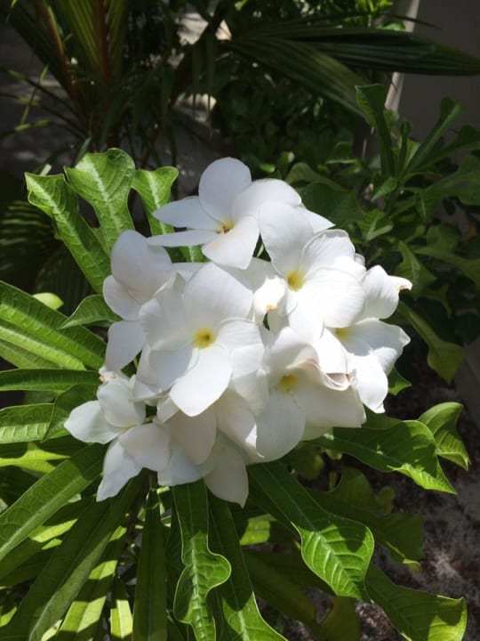 Gartenanlage Summer Island Maldives