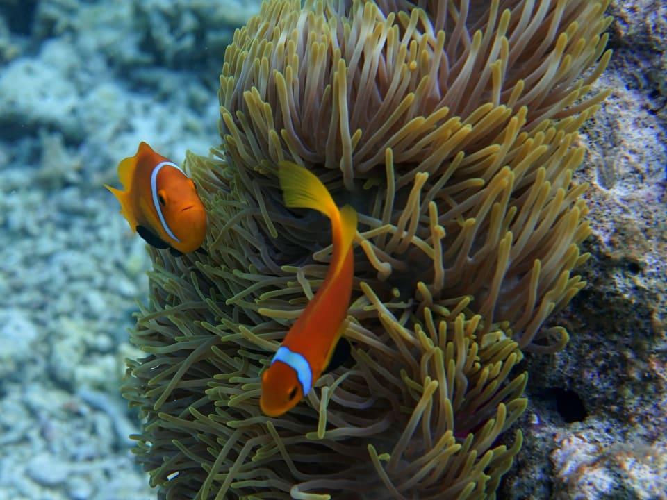 Schnorcheln ananea Diamonds Athuruga