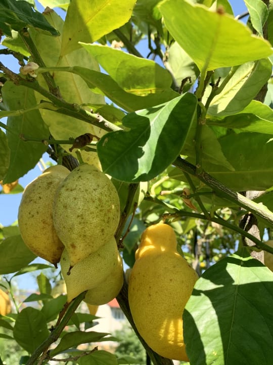 Gartenanlage Wiedemann's Weinhotel