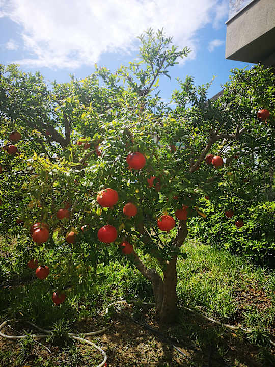 Gartenanlage Mary Hotel Side