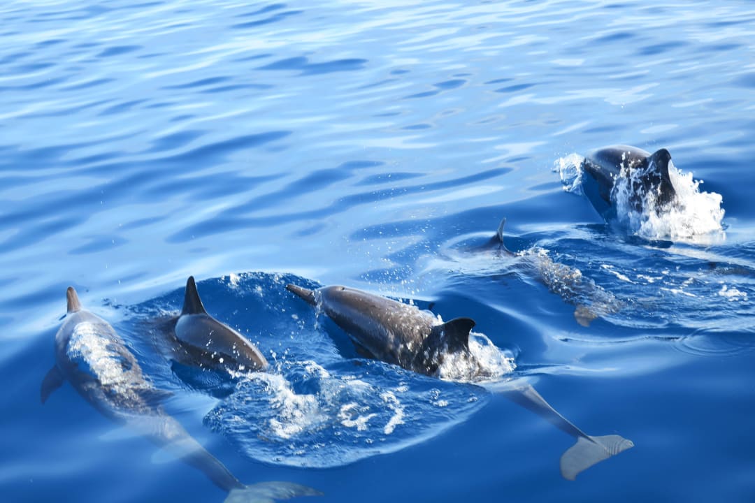 Delphinausflug Adaaran Select Meedhupparu Island Resort - Premium All Inclusive