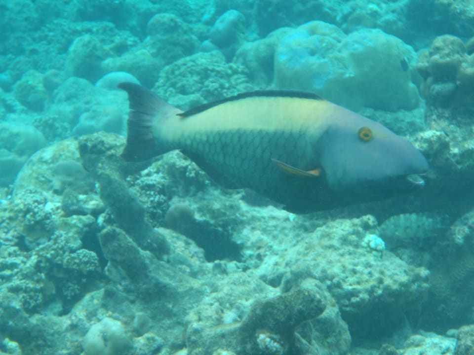 Unterwasserwelt Adaaran Select Meedhupparu Island Resort - Premium All Inclusive