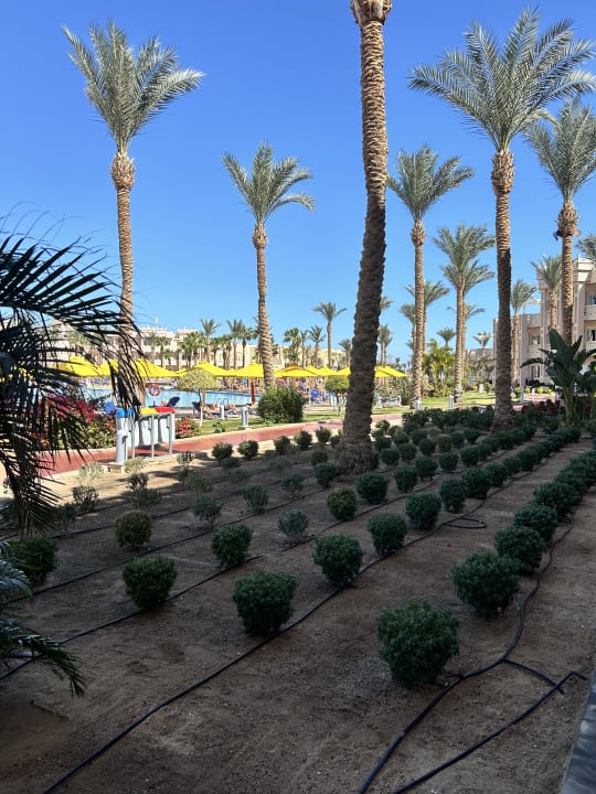 Gartenanlage Pickalbatros Palace Resort