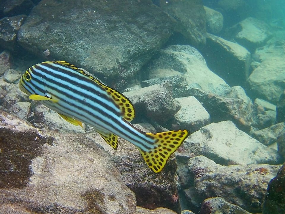 Sport & Freizeit Summer Island Maldives