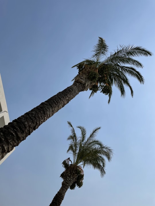 Gartenanlage Dimitra Beach Hotel & Suites
