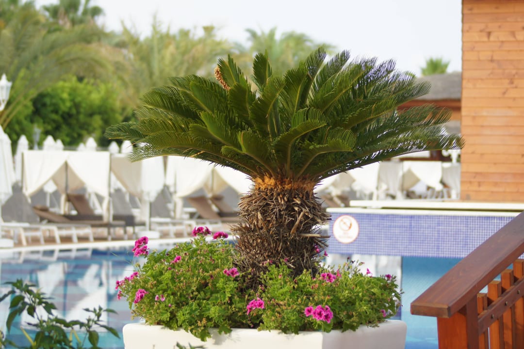 Quattro Beach Quattro Beach Spa & Resort