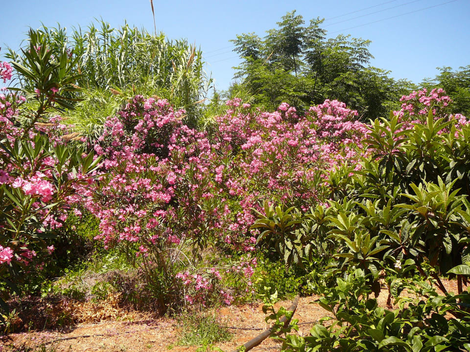 Spaziergang Phãea Cretan Malia