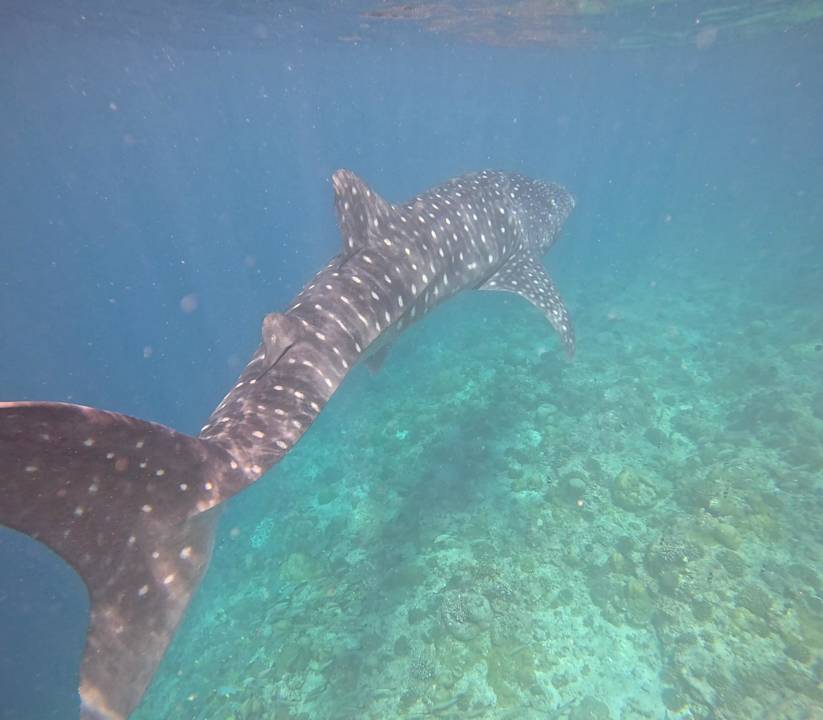 Strand Vilamendhoo Island Resort & Spa