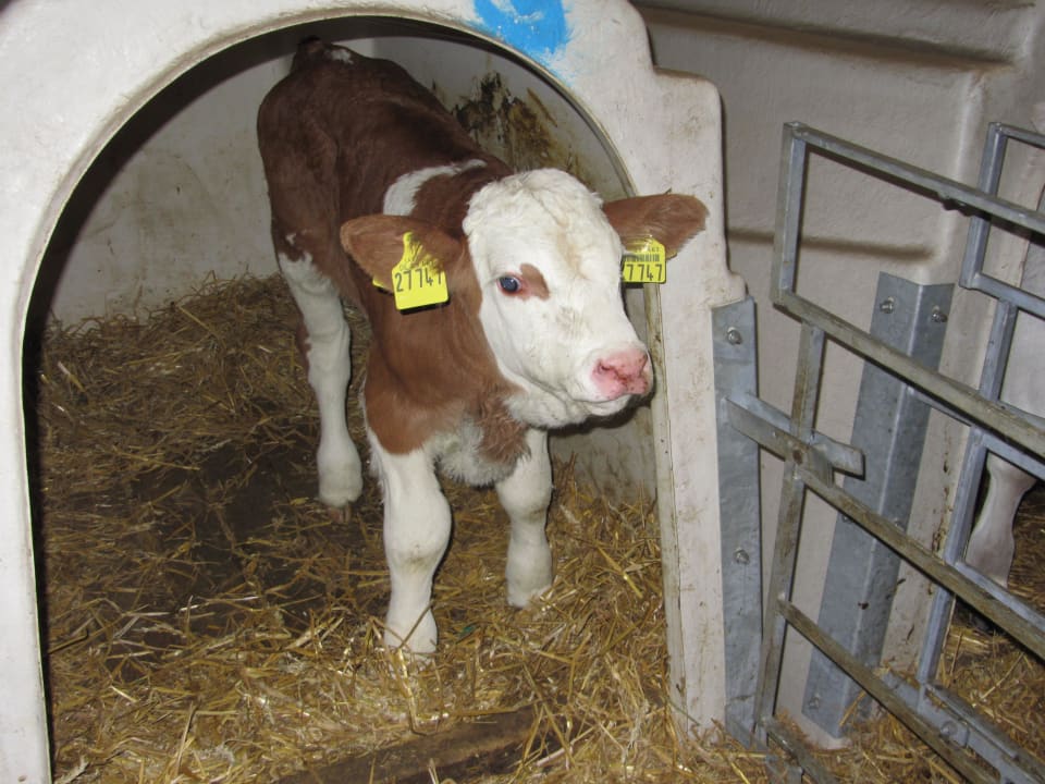 Täufling Luka, Taufe live erlebt Ferienwohnungen Berghof Kinker