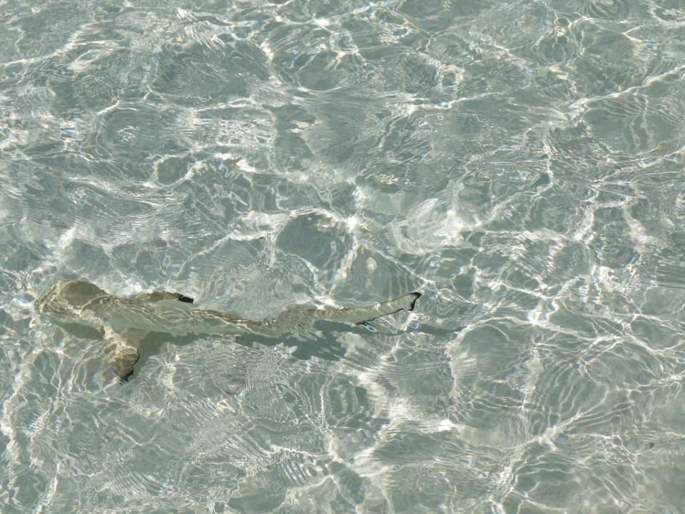 Kleiner Hai Constance Moofushi Maldives