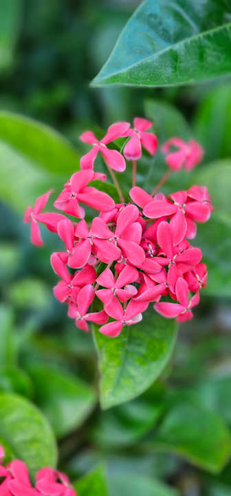 Gartenanlage Bahia Principe Grand Tulum