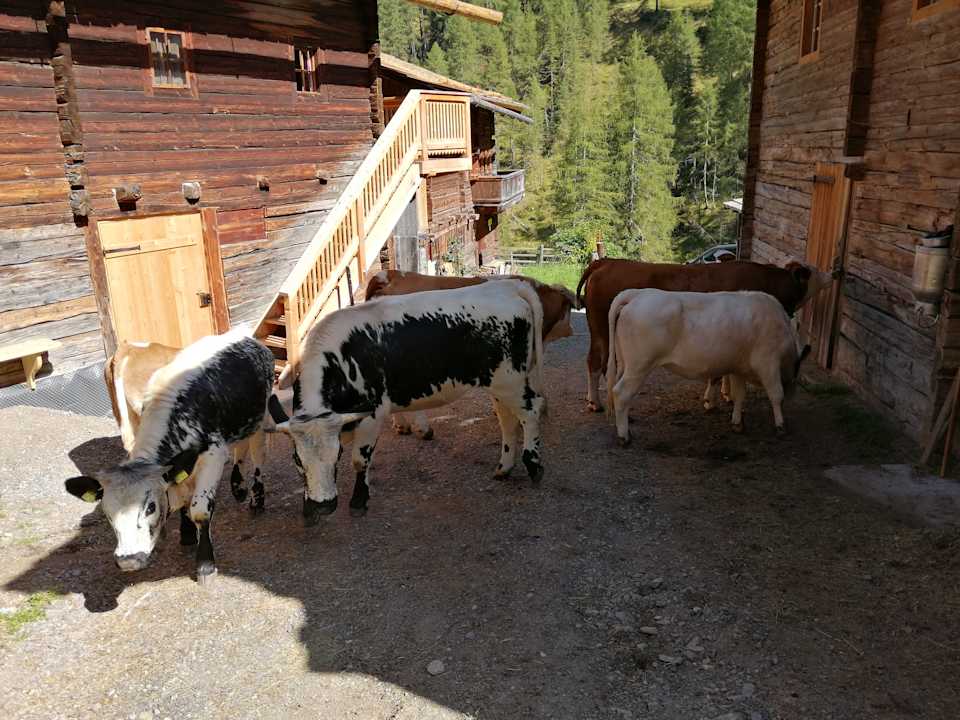 Sonstiges Alfenalm Obergrafer Ortner Albrecht