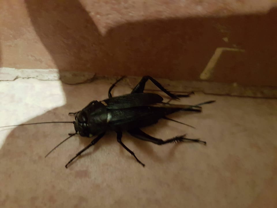 Orientalische Kakalake? Shams Alam Beach Resort