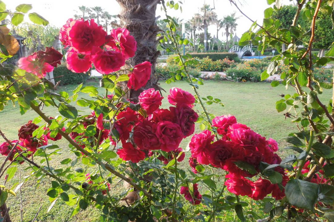 Розы турции