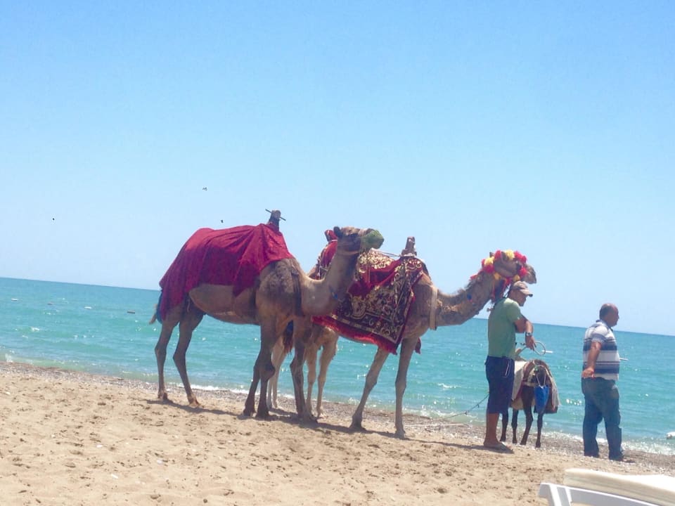 Strand Armas Life Belek