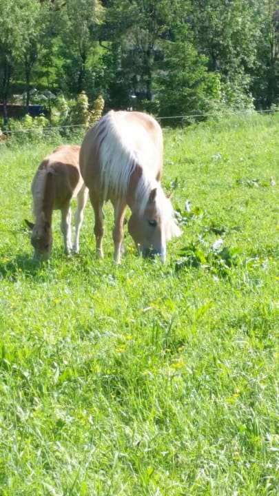 Außenansicht Gasthof Abfalter