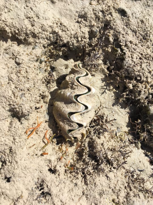 Strand Three Corners Fayrouz Plaza Beach Resort