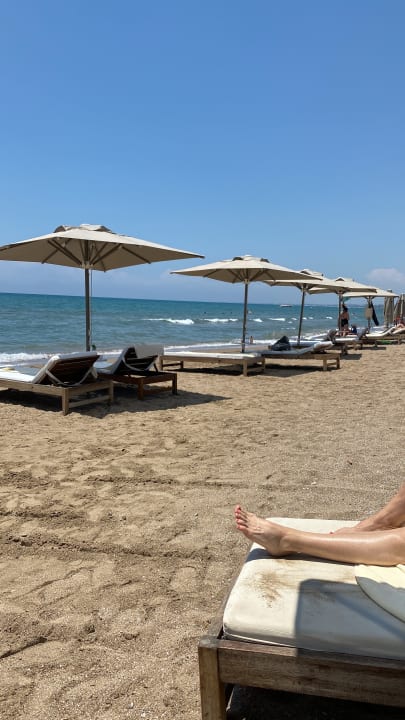 Strand Acanthus Cennet Barut Collection