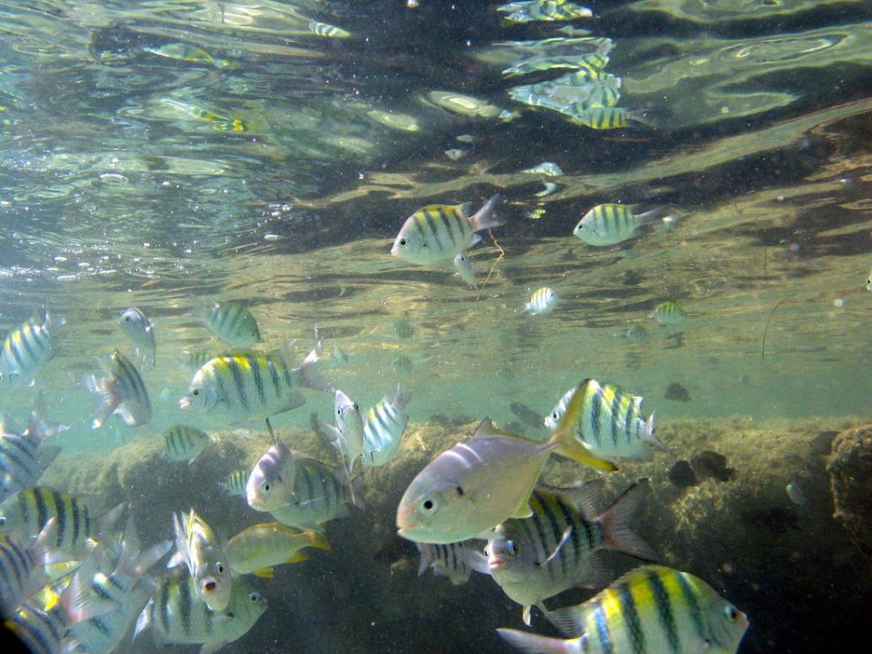 Fische im Wasser am Riff Bahia Principe Grand El Portillo