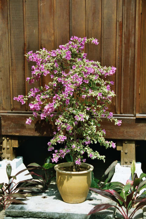 Hotel Pelangi Beach Resort Pelangi Beach Resort & Spa