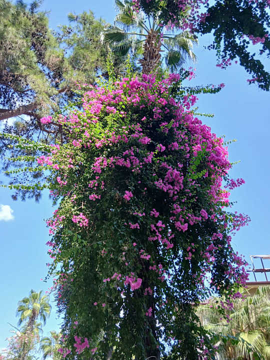 Gartenanlage Club Sidelya Hotel