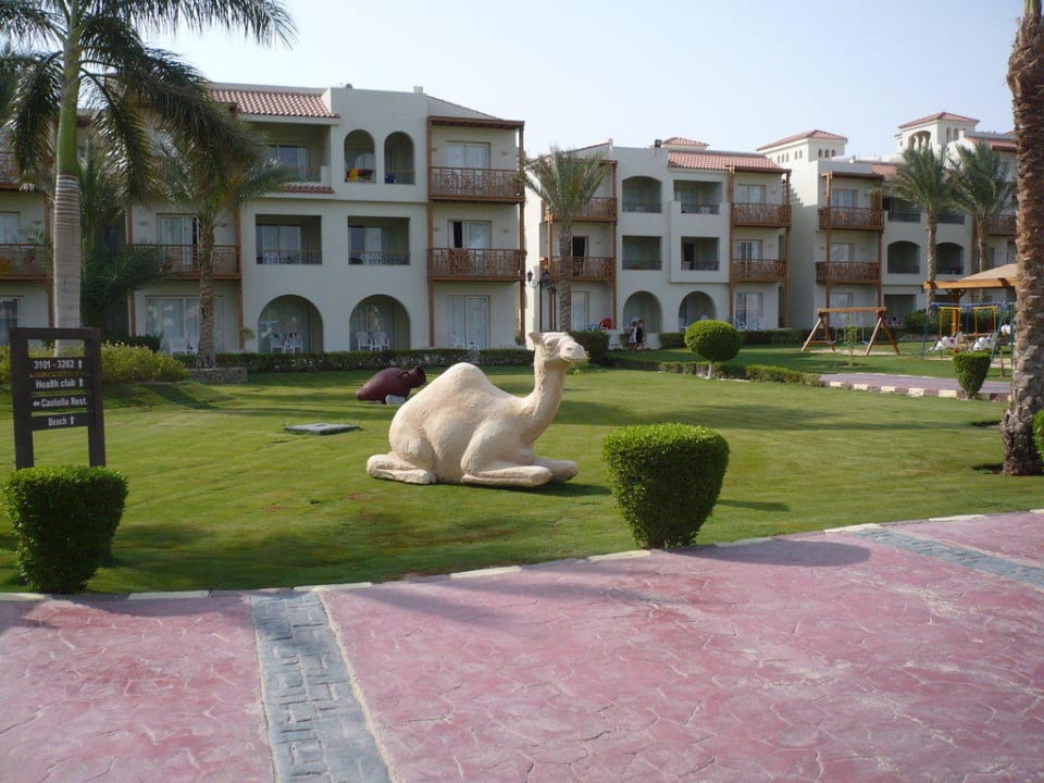 Albinokamel nicht echt Pickalbatros Dana Beach Resort - Hurghada