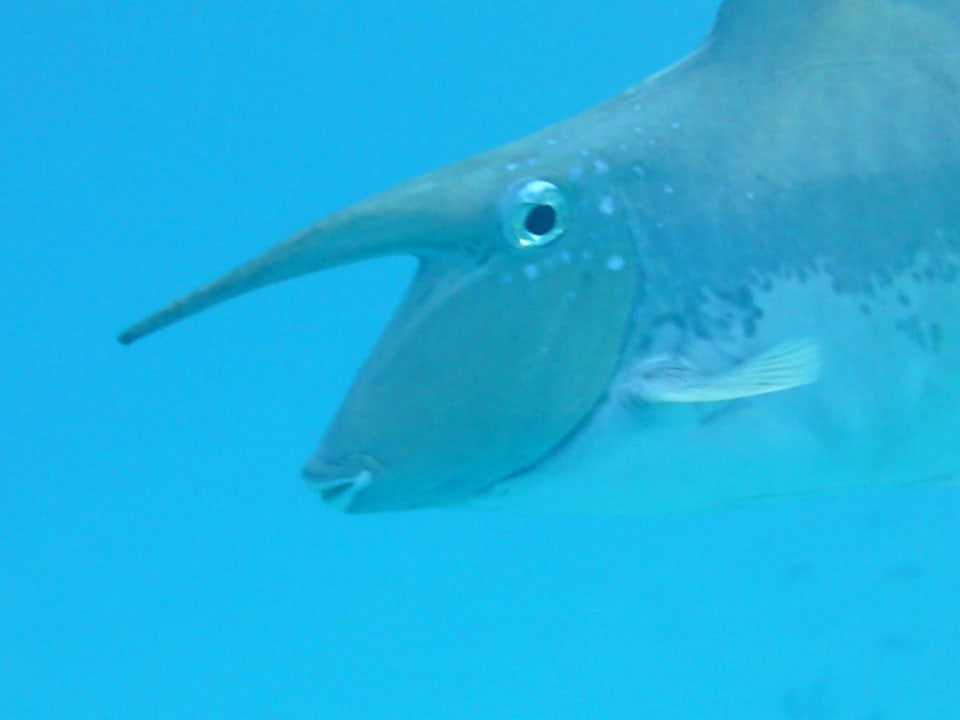 Unterwasserwelt Summer Island Maldives