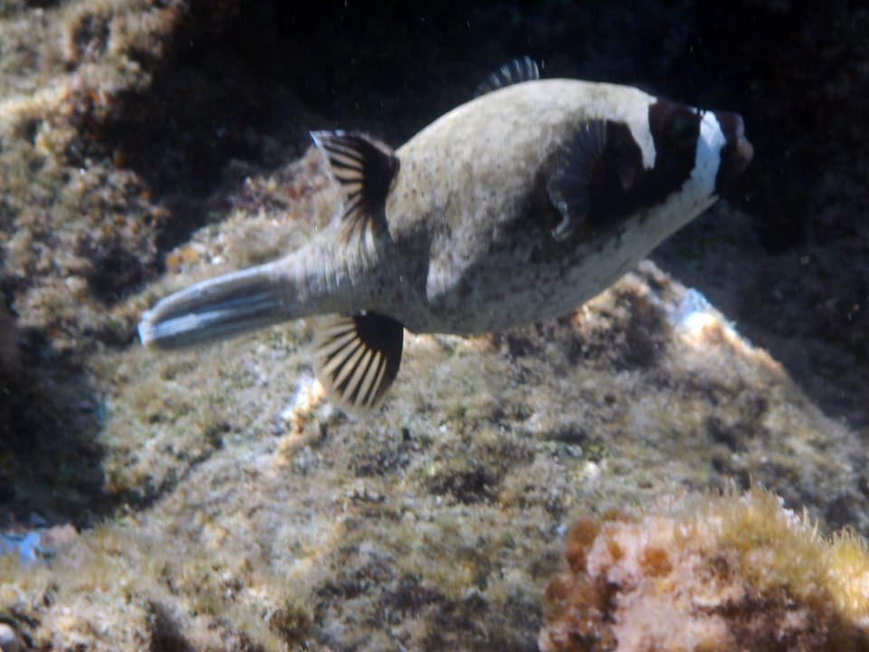 Hausriff Malikia Resort Abu Dabbab