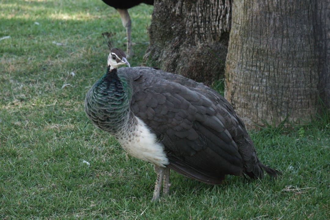Pfau Crystal De Luxe