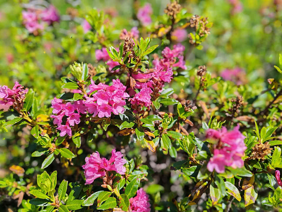 Sport & Freizeit Alpengasthof Eppensteiner
