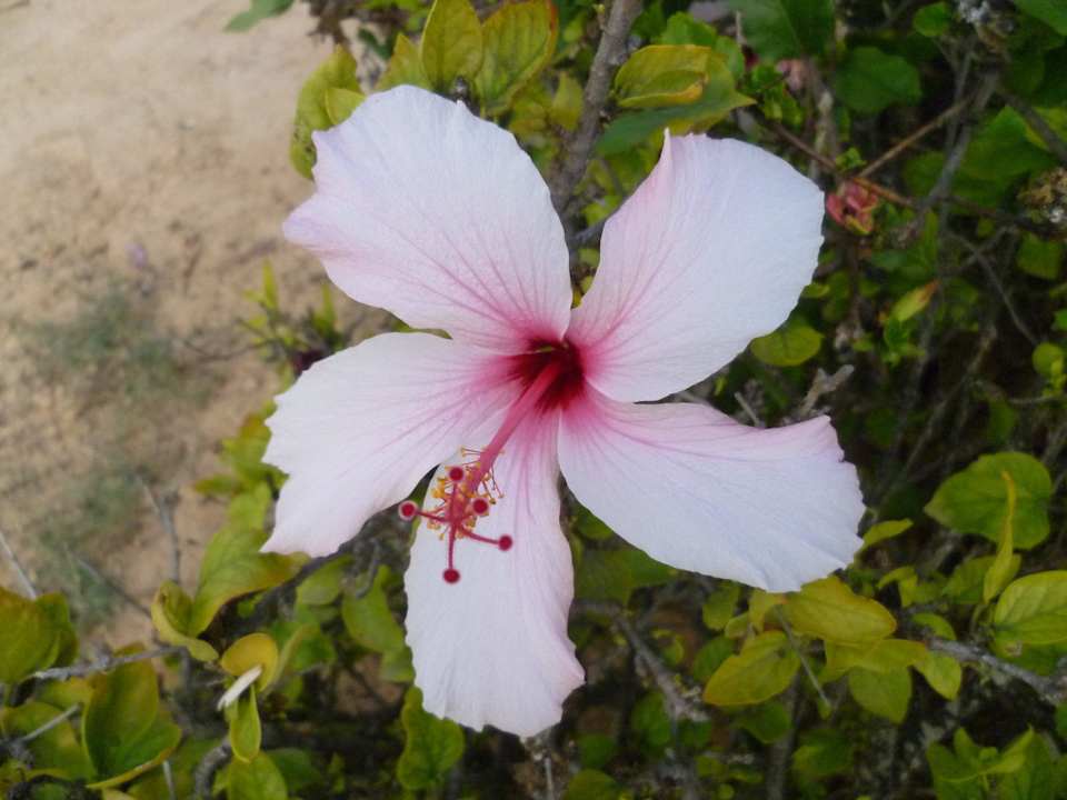 Blume Hotel El Mouradi Djerba Menzel