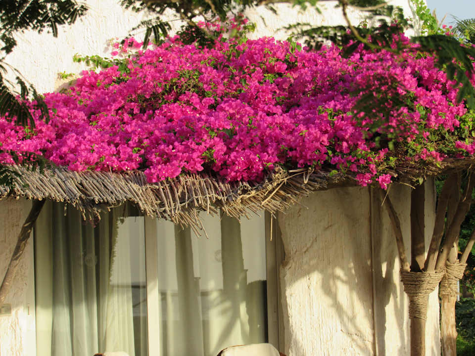 Gartenanlage Sharm Club Beach Resort
