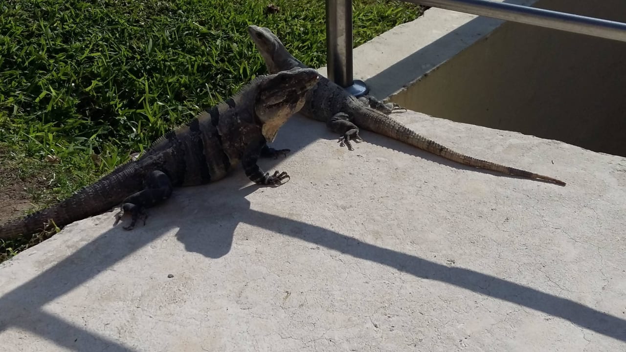Hotelowa iguana JOIA Paraiso by Iberostar