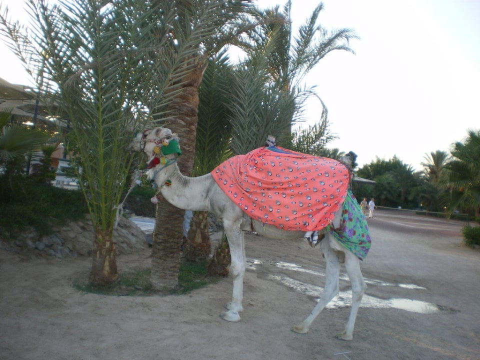 Oskar, das Giftunkamel Giftun Azur Resort
