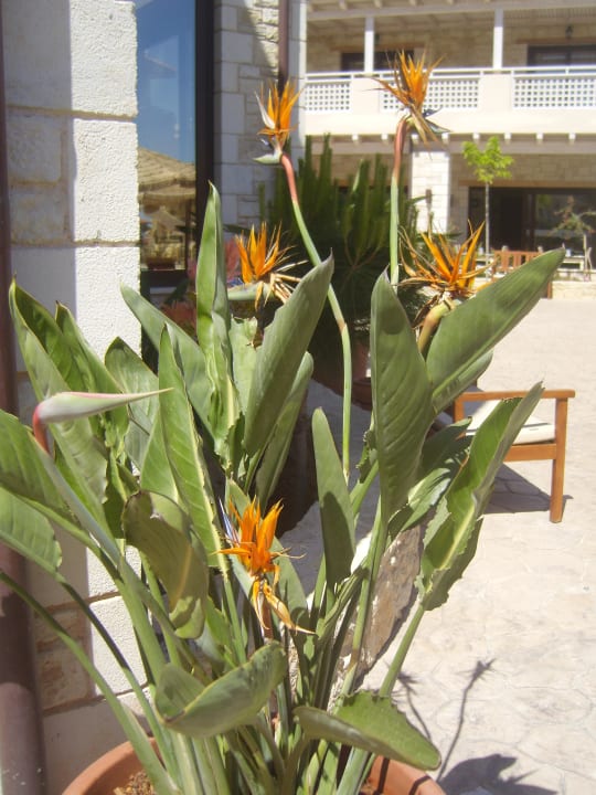 Strelizien im Blumenkübel Cactus Royal