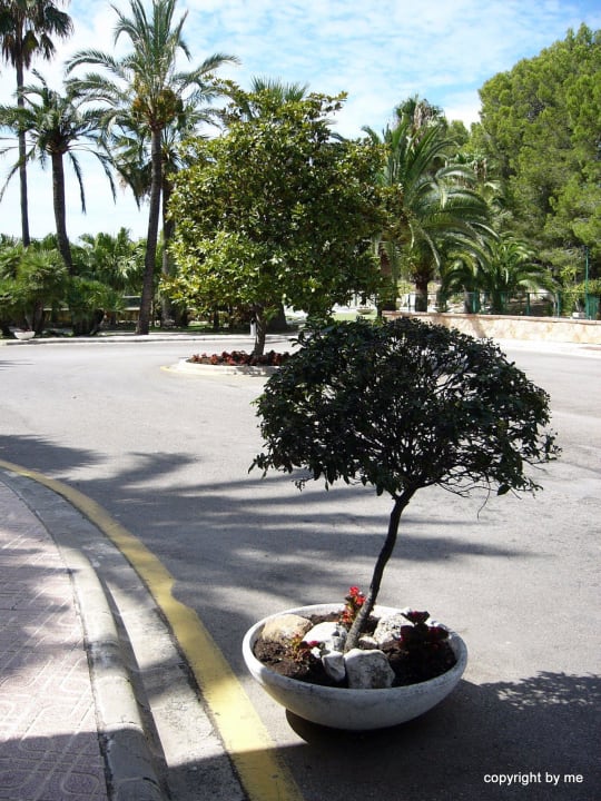 Aussen allsun Hotel Bella Paguera