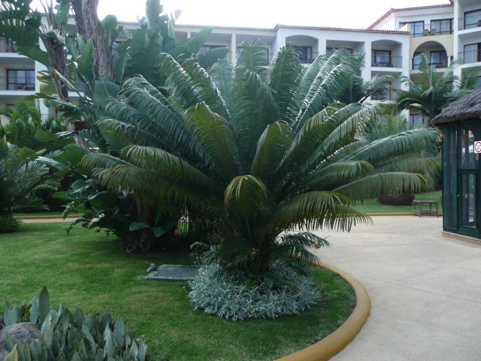 Eine der vielen Palmen im Garten Hotel Porto Mare - PortoBay