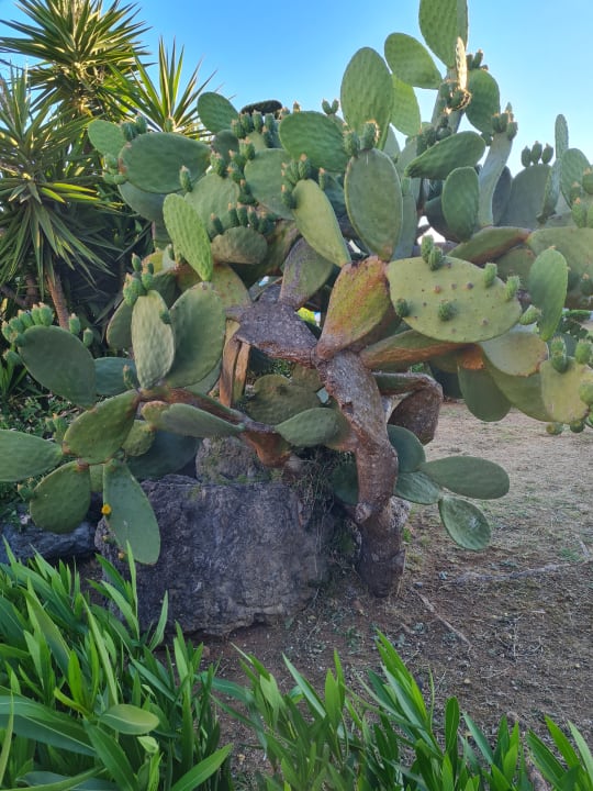 Gartenanlage Sandy Beach Resort