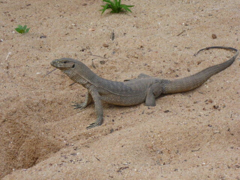 Noch ein Mitbewohner Earl’s Reef Beruwala